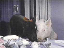 Hercules? Are you a pig again?