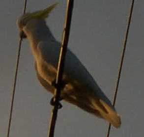 Who you callin' a cockatoo?